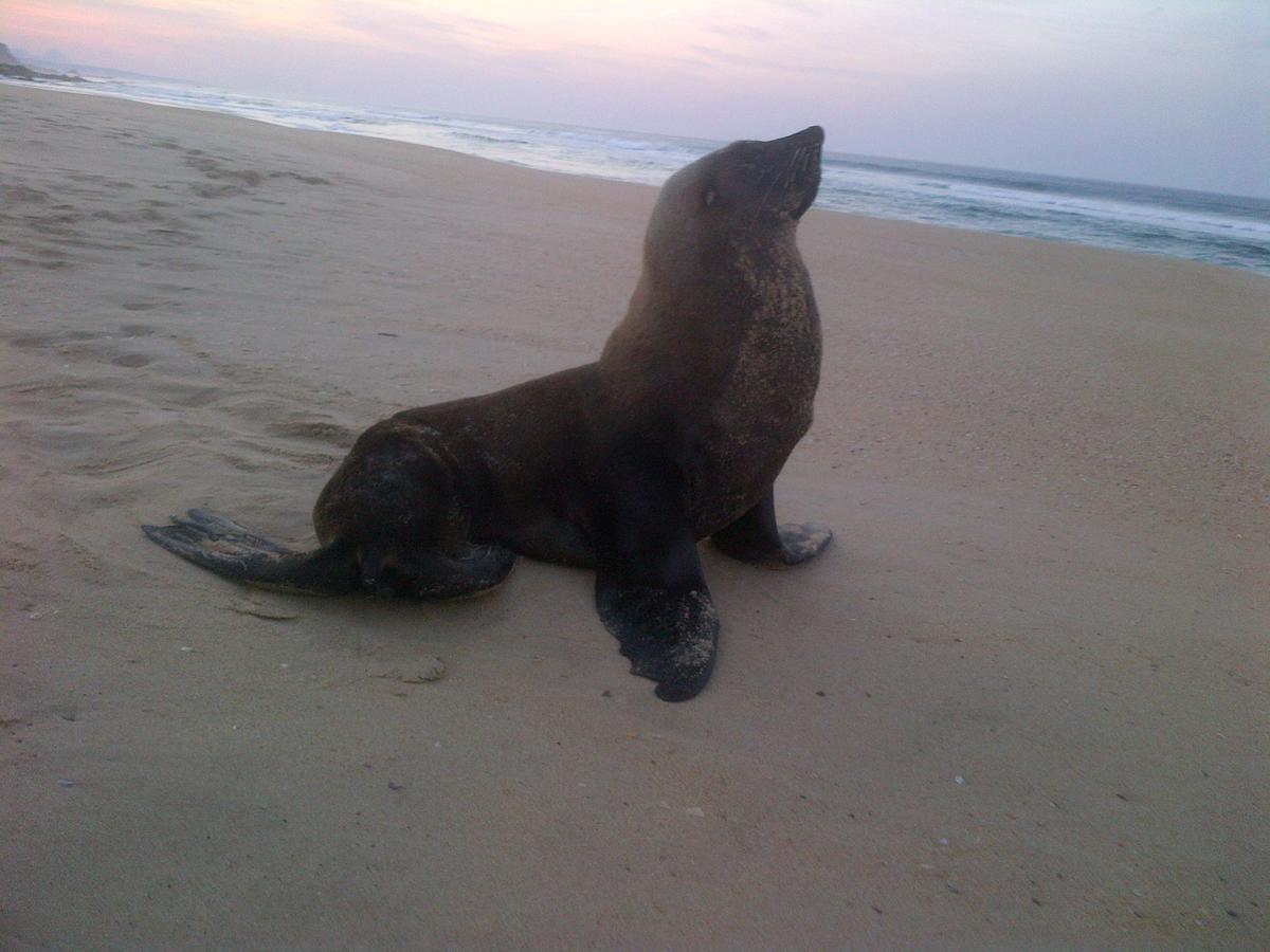 Imperani * Plettenberg Bay